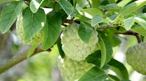 4 Pcs Cherimoya Cuttings for Rooting - Annona cherimola, Sweet Custard Fruit, Easy Propagation, Tropical Fruit Plant