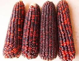 Corn Seeds 5g Bloody Butcher Heirloom Red Dent Non-GMO (Zea mays) - Multi-Purpose, Decorative, Hardy Variety