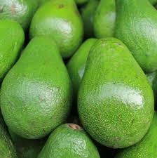 Avocado Starter Plant 12"-24" Semil 34 Variety (Persea americana) - Tropical Live Fruit Tree for Home Garden