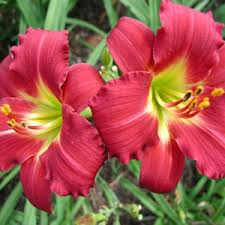 Ruby Stella Daylily Bare Root - Re-Blooming Red Flowers, Drought-Tolerant Hemerocallis 'Ruby Stella', USDA Zones 3-9