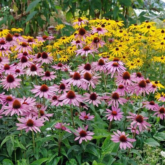 200 Seeds Purple Coneflower Echinacea Purpurea Non-GMO Hardy Perennial Pollinator Flowers Easy to Grow Garden Plant