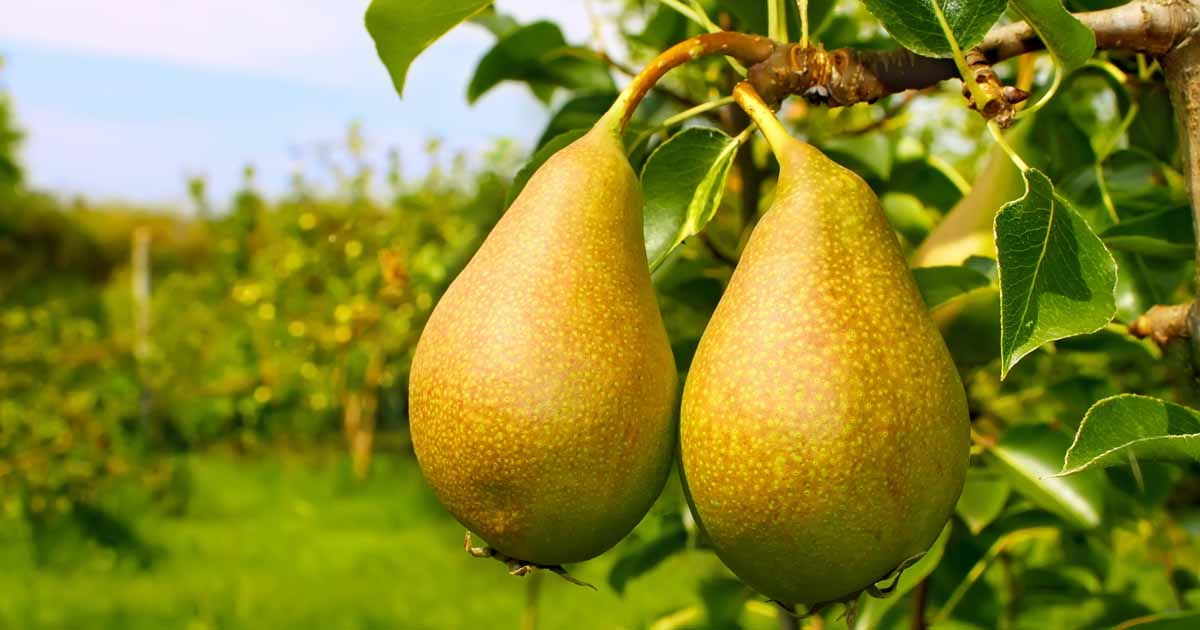 10 Bartlett Pear Tree Seeds | Sweet Edible Pears | Pyrus communis | Perfect for Home Gardens & Orchards