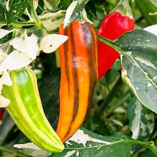 Fish Pepper Seeds | Heirloom Non-GMO | Medium-Hot Variegated Capsicum annuum | Perfect for Seafood Dishes | 80 Days