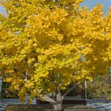3 Bare Root Ginkgo Biloba Trees, Maidenhair Tree, Green Foliage, Yellow Fall Color, Ginkgo biloba