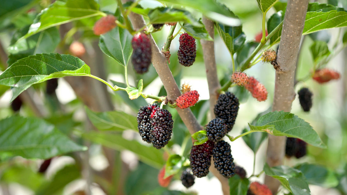 10 Mulberry Cuttings, Early Fruiting, Easy to Root, Morus alba - Perfect for Edible Landscaping and Home Gardens