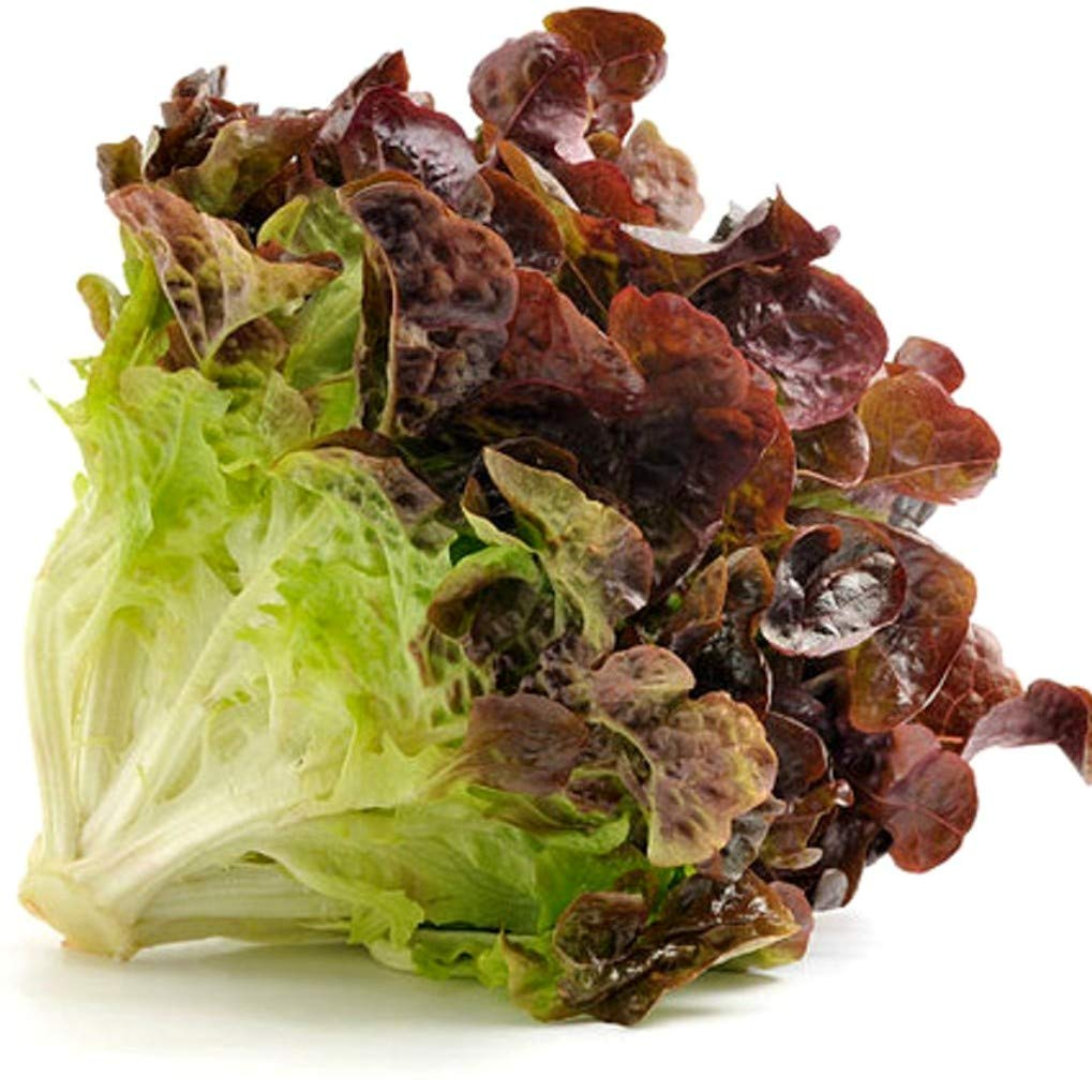 700 Seeds Red Romaine Lettuce – Lactuca sativa | Heirloom Lettuce Seeds for Planting, Gardening & Fresh, Vibrant Harvests
