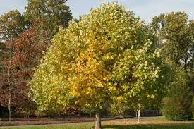 7 Live Cuttings 12" Tulip Poplar Tree Liriodendron tulipifera | Fast-Growing Shade Tree with Tulip-Shaped Blooms