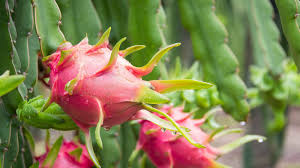 3 Red Dragon Fruit Cuttings - Pink Skin Red Flesh - Hylocereus Costaricensis - Fresh Planting Cuttings Ready to Grow