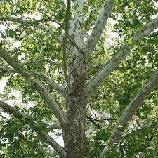 American Sycamore Tree - 2-3 Ft Live Bare Root Plant - Platanus occidentalis - Fast-Growing Shade Tree for Zones 4-9