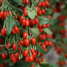 10 Goji Berry Unrooted Cuttings 7.5" Long - Lycium Barbarum - Superfood Plant for Home Garden & Propagation