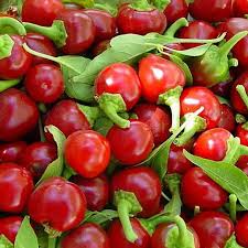 Large Hot Cherry Pepper Seeds 250mg | Capsicum annuum | Medium-Hot, Non-GMO, Ideal for Pickling & Fresh Cooking