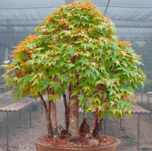 10 Seeds Elegant Maple Tree Acer elegantulum - Rare Ornamental Shade Tree, Green Foliage, Vibrant Fall Color