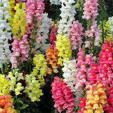 Magic Carpet Mix Snapdragon Seeds | Non-GMO Multicolor Blooms | Antirrhinum majus | Attracts Pollinators | Easy to Grow