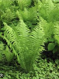 10 Bare Root Ostrich Ferns, Matteuccia struthiopteris, Native Perennial Shade Plants for Woodland Gardens