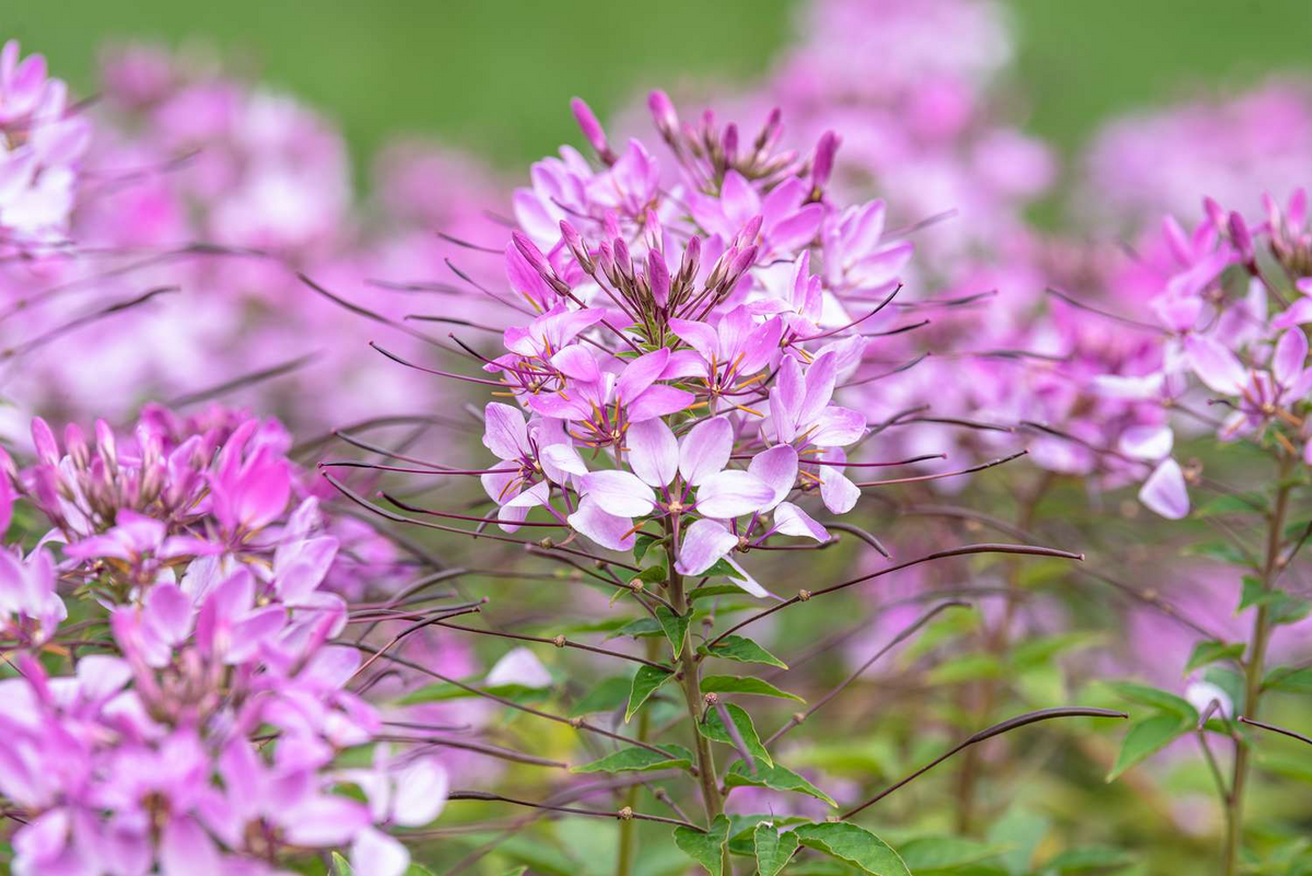 300 Cleome Spider Flower Seeds - White, Pink, Purple Wildflower | Cleome hassleriana | Bee-Friendly, Fast-Growing Garden Plant