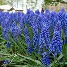 Muscari Bulbs - Blue Grape Hyacinth - Deer Resistant - Muscari armeniacum - Perfect for Borders & Rock Gardens - Spring Blooms