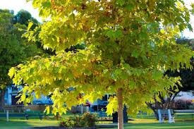 American Sycamore Tree Starter Plant | 2-3 Feet | Fast-Growing Shade Tree | Platanus occidentalis | Bare Root for Zones 3-9