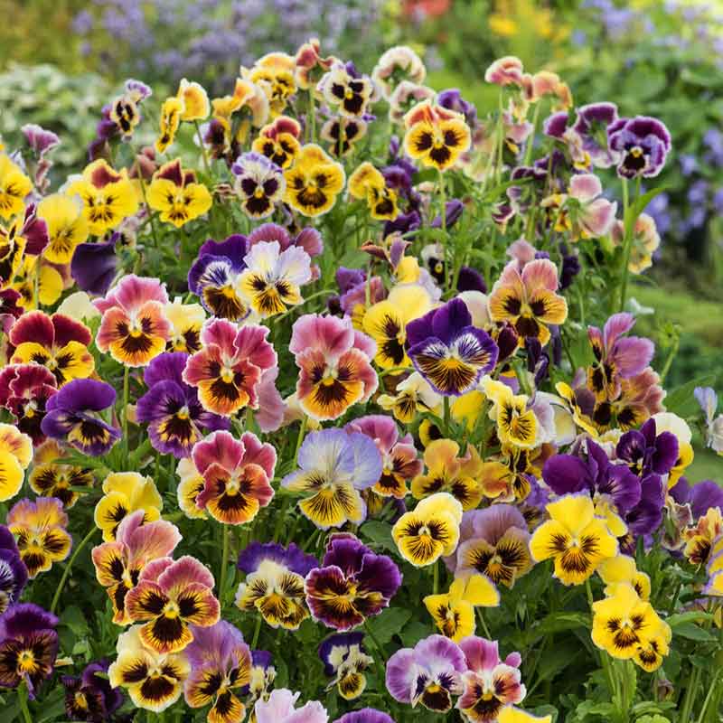 Rococo Mix Pansy Seeds – 200+ Ruffled Multicolor Viola Blooms – Viola × wittrockiana – Perfect for Borders & Containers