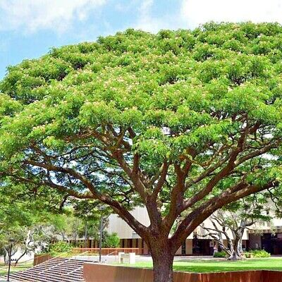 20 Rain Tree Seeds, Albizia saman, Monkey Pod Tropical Shade Tree, Ideal for Bonsai, Zones 10-12, Fast Growing, Drought Tolerant