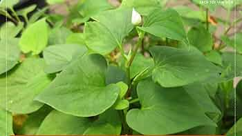 10 Live Fish Mint Plants, Bare Root Asian Herb, Houttuynia cordata, Perennial Ground Cover, Edible Culinary Herb