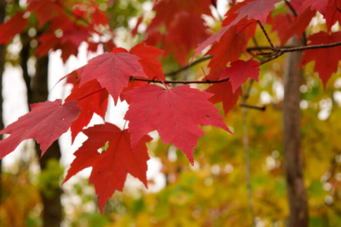 12 Florida Red Maple Seedlings 8-15" Bare Root Acer Rubrum Scarlet Foliage Trees for Landscaping and Reforestation