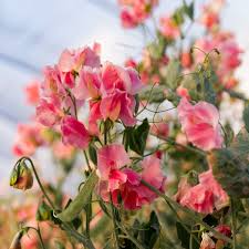 Sweet Pea Seeds - 50+ Pure White Blooms - Climbing Vine for Trellises & Bouquets - Lathyrus odoratus - USA