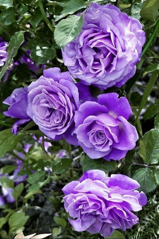20pcs Purple Climbing Rose Seeds, Rare Vining Roses, Rosa spp., Fast Growing, Elegant Blooms for Trellises & Arches