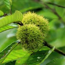 2 Pack Chinese Chestnut Tree - Live Bare Root Plant 1'-2' - Edible Nuts, Hardy - Castanea mollissima for Zones 4-8