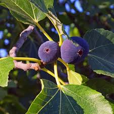Fruiting Fig Tree - Bare-root Magnolia Fig (Ficus Carica) - Self-pollinating - Zones 7-10 - Large Flavorful Figs