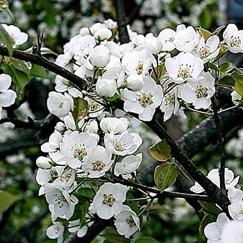 10 European Pear Tree Seeds - Pyrus communis - Hardy Fruit Tree with White Blossoms - Fast-Growing for USDA Zones 5-8