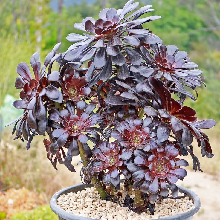 5 Unrooted Cuttings Black Rose Aeonium Arboreum 'Zwartkop' Succulent Cactus, Unique Black Succulent, Easy to Grow