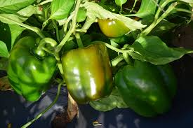 25 Keystone Giant Sweet Pepper Seeds - Capsicum annuum - Large, Thick-Walled, Non-GMO, Ideal for Stuffing & Fresh Eating