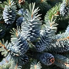 Colorado Blue Spruce Seeds 250mg - Picea pungens 'Glauca NM Carson' - Cold Hardy Evergreen with Silvery-Blue Needles