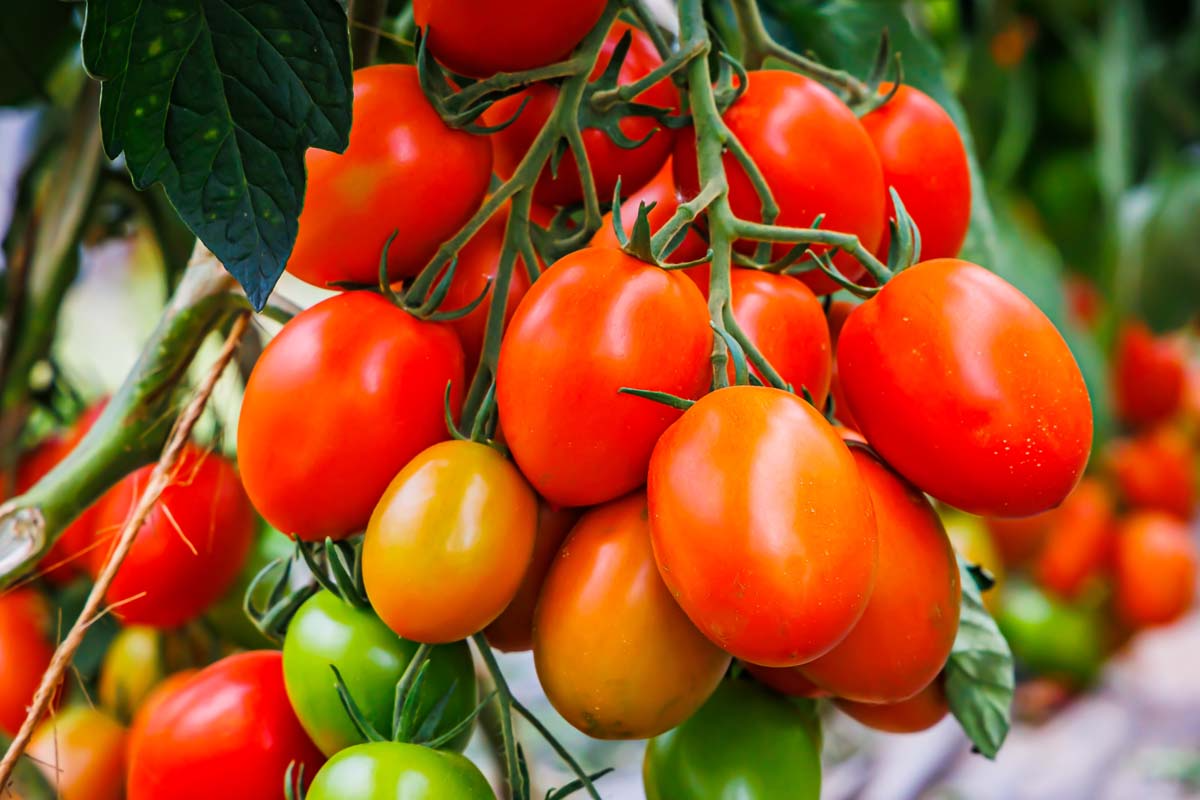 50 Seeds Tomato Roma Heirloom Plum Tomato (Solanum lycopersicum) - Ideal for Sauces, Soups, and Canning, Deep Red Fruit