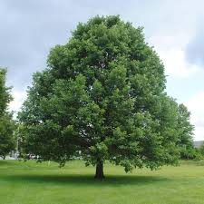 Swamp White Oak Tree 18"-24" Live Bare Root Quercus bicolor Fast-Growing Wildlife Landscape Value