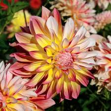 Dahlia Tuber - Caribbean Fantasy - Peach, Yellow, Red Blooms - Fast-Growing Cut Flowers - Dahlia 'Caribbean Fantasy' - Zones 8-10