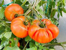 30 Hawaiian Pineapple Tomato Seeds β Heirloom Beefsteak | Lycopersicon esculentum | Indeterminate | Non-GMO Sweet Bicolor Fruit