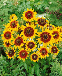 Gloriosa Daisy Seeds | Non-GMO | Yellow & Red Blooms | Rudbeckia hirta | Drought Tolerant | Pollinator Friendly