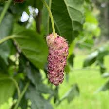 Tehama Mulberry Scion Cuttings (3) - 8" Unwashed, Sweet Large Non-Staining White Mulberries, Morus alba 'Tehama'