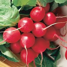 Red Radish Seeds 2 oz - Organic Raphanus sativus - Non-GMO Vegetable Seeds for Gardening and Culinary Use