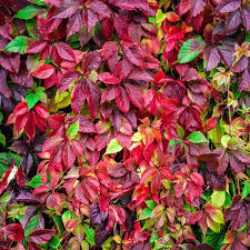12 Small Virginia Creeper Starter Plants - Hardy Climbing Vine for Walls & Ground Cover - Parthenocissus quinquefolia