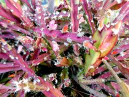 Jungle Cactus Cutting | Lepismium cruciforme Super Red Clone | Pink Flowers & Edible Red Fruits | Rare Hanging Succulent