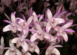 Dendrobium Orchid Starter Plant | 5-Inch Bare Root | Fragrant Pink Miniature | Dendrobium kingianum | Easy Care for Beginners