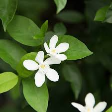 Wrightia Antidysenterica Starter Plant - 2-5” Asian Snow Jasmine - Fragrant White Flowers - Bare Root Live Plant