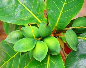 Live Indian Almond Tree 10" Tall - Tropical Nut Tree for Shade & Coastal Landscaping, Terminalia catappa, Edible Seeds