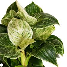 Philodendron Birkin Starter Plant - Variegated White Wave Foliage - Philodendron sp. - Easy Care Indoor Tropical Houseplant