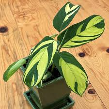 Live Ctenanthe Lubbersiana 'Never Never Plant' - Variegated Prayer Plant - Tropical Houseplant - Easy Care Indoor Plant