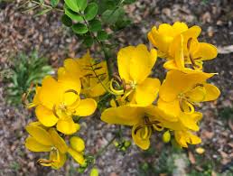 1 Christmas Senna Rooted Plant - Cassia bicapsularis - Cream Flowers, Butterfly Host, Winter Blooming, Drought-Tolerant