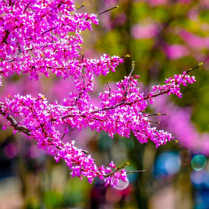 Eastern Redbud Tree 2-3 Ft Live Bare Root Rosy Pink Flowers Cercis canadensis Drought Tolerant Zones 4-9 Fast Growing