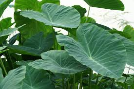 10 Dwarf Green Taro Bulbs - Colocasia Esculenta - Edible Tropical Plant for Koi Ponds & Bogs - Fast-Growing, Zone 8+